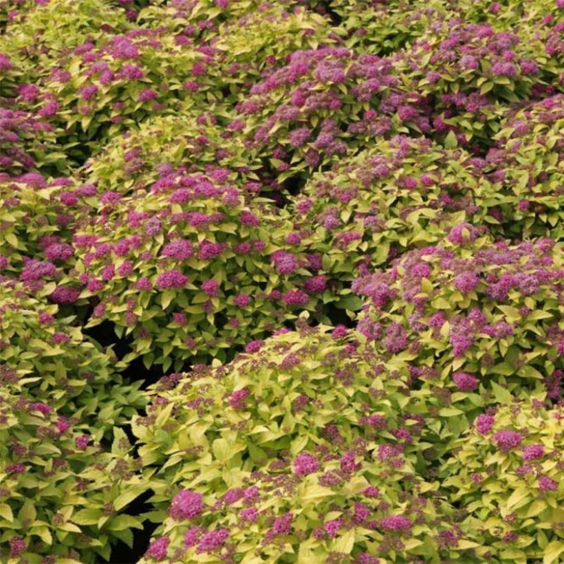 Spiraea japonica Double Play Gold - Spierstruik (Flowering)