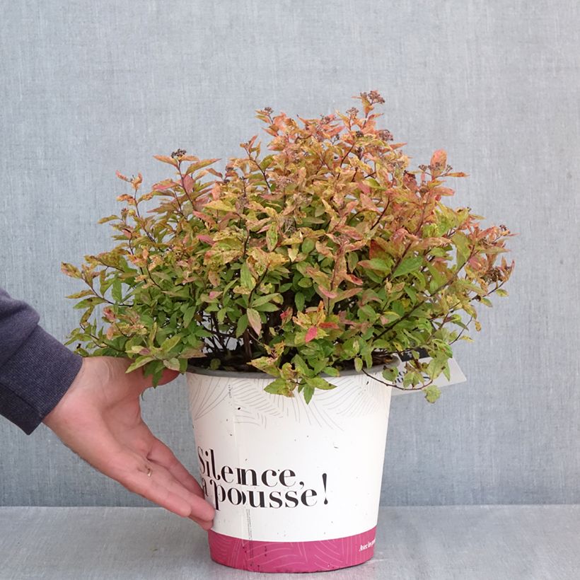 Exemplaar van Spiraea japonica Little Flame - Spirée japonaise Pot de 2L/3L zoals geleverd in de herfst