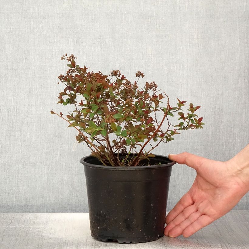 Exemplaar van Spiraea japonica Merlo Green - Spierstruik Pot van 2 l/3 l zoals geleverd in de lente