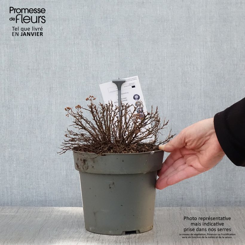 Example of Spiraea japonica Odessa - Spirée japonaise Pot van 2 l/3 l as you get in hiver