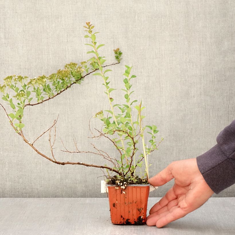 Example of Spiraea nipponica June Bride - Spirée japonaise Kweekpotje van 8/9 cm as you get in printemps