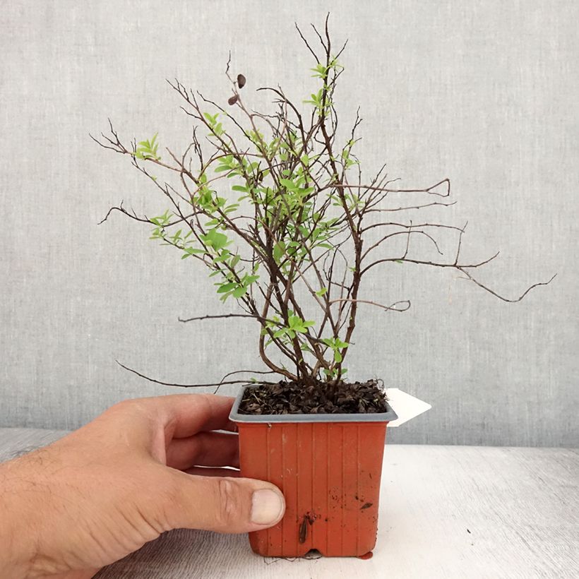 Exemplaar van Spiraea nipponica Snowmound - Nipponspirea Kweekpotje van 8/9 cm zoals geleverd in de zomer