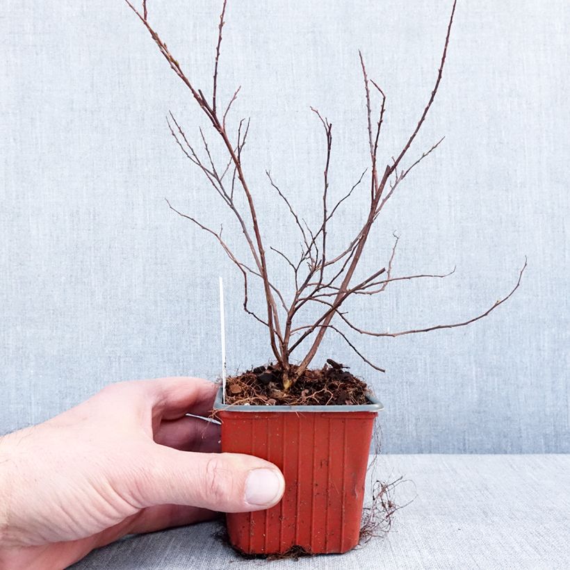 Example of Spiraea nipponica Snowmound - Nipponspirea Kweekpotje van 8/9 cm as you get in hiver