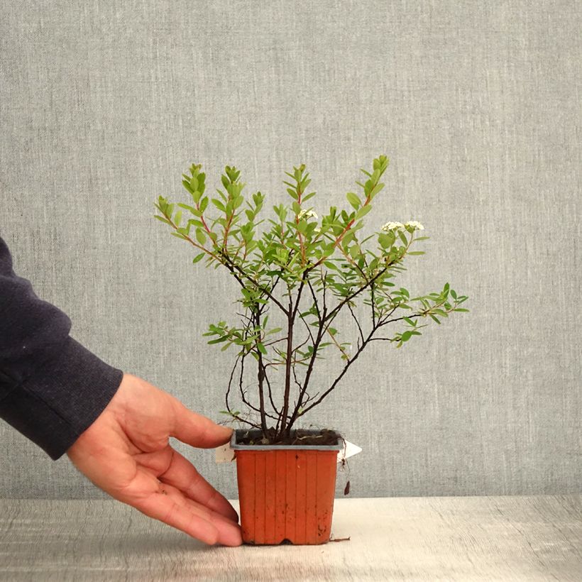 Exemplaar van Spiraea nipponica Snowmound - Nipponspirea Kweekpotje van 8/9 cm zoals geleverd in de lente