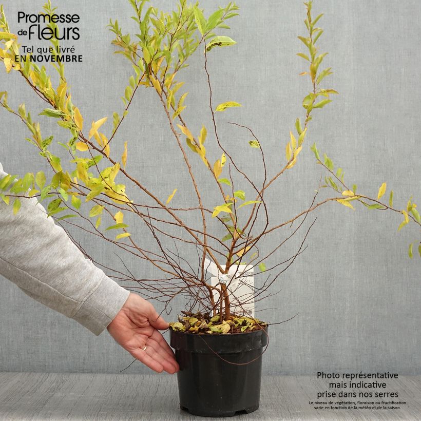 Exemplaar van Spiraea prunifolia Goldfire - Spirée à feuilles de prunier Pot de 3L/4L zoals geleverd in de herfst