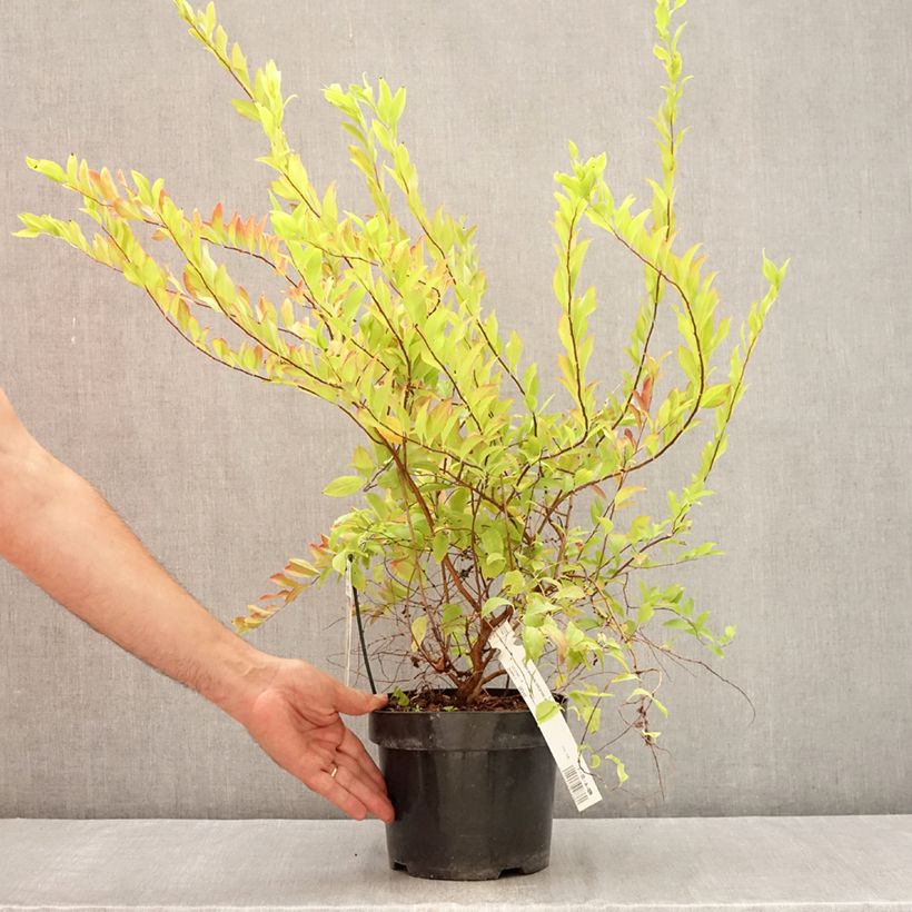 Example of Spiraea prunifolia Goldfire - Spirée à feuilles de prunier Pot van 3 l/4 l as you get in ete