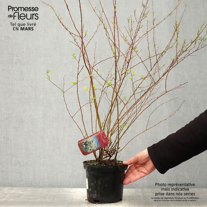 Exemplaar van Spiraea prunifolia - Spierstruik Pot van 2 l/3 l zoals geleverd in de lente