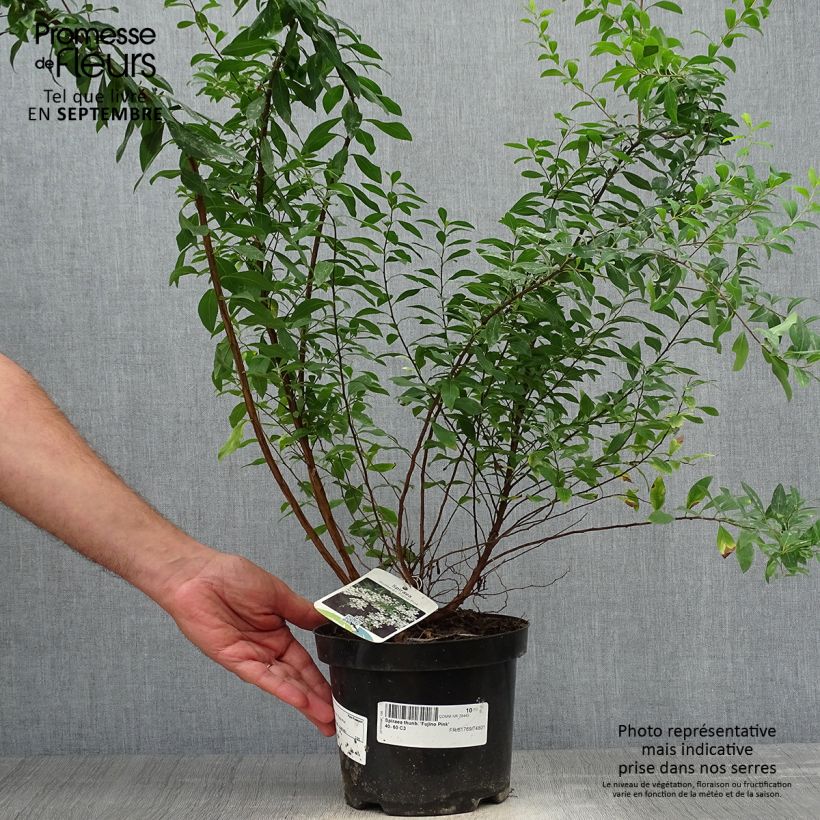 Exemplaar van Spiraea thunbergii Fujino Pink - Spierstruik Pot van 3 l/4 l zoals geleverd in de herfst