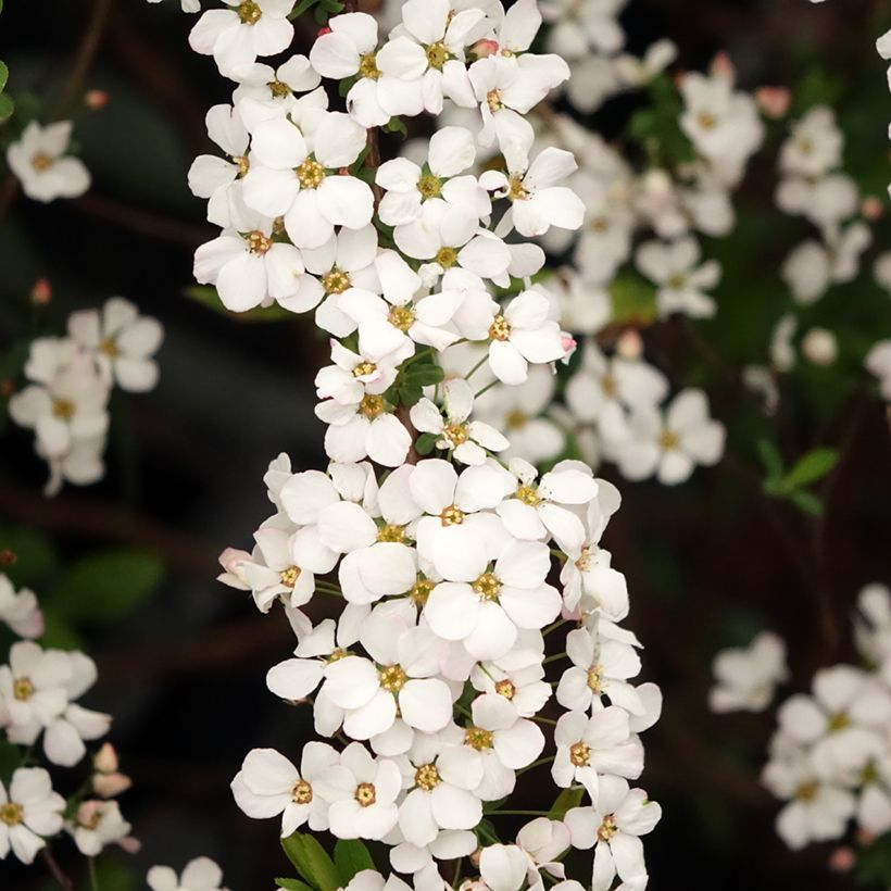 Spiraea thunbergii Fujino Pink - Spierstruik (Bloei)