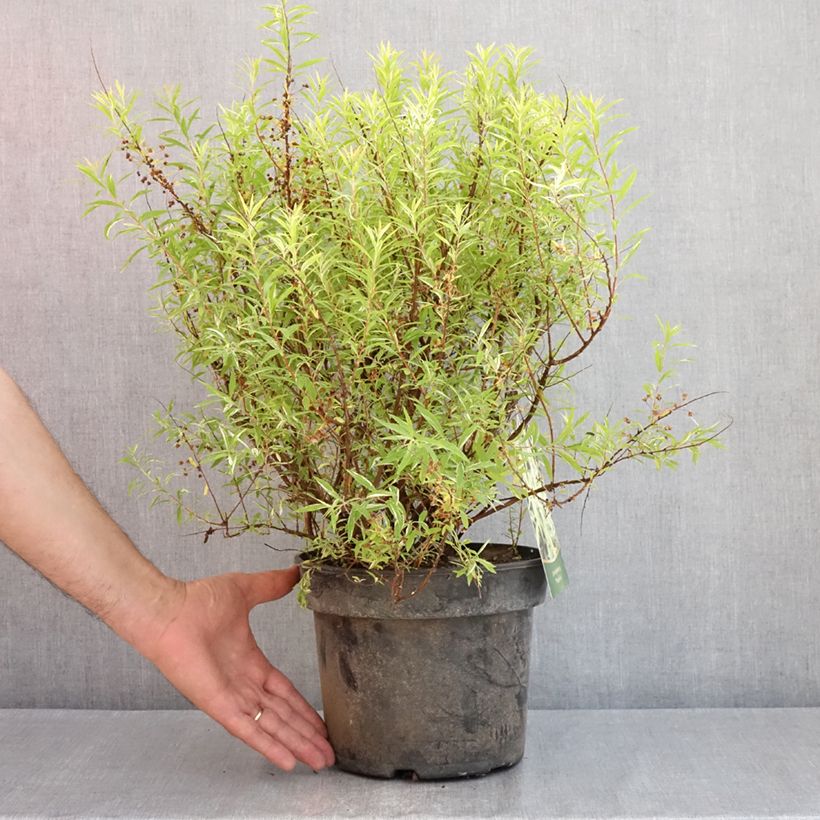 Example of Spiraea thunbergii Mount Fuji - Spirée de Thunberg Pot van 4 l/5 l as you get in printemps