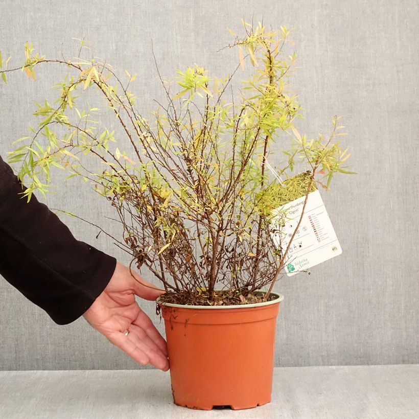 Exemplaar van Spiraea thunbergii Ogon - Spierstruik Pot van 3 l/4 l zoals geleverd in de herfst