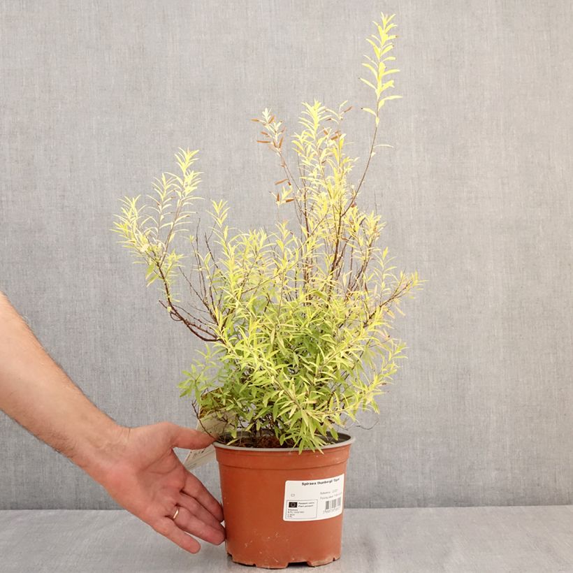 Example of Spiraea thunbergii Ogon - Spierstruik Pot van 3 l/4 l as you get in ete