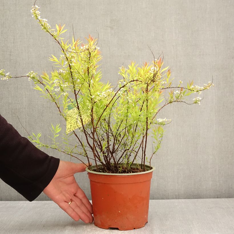 Exemplaar van Spiraea thunbergii Ogon - Spierstruik Pot van 3 l/4 l zoals geleverd in de lente