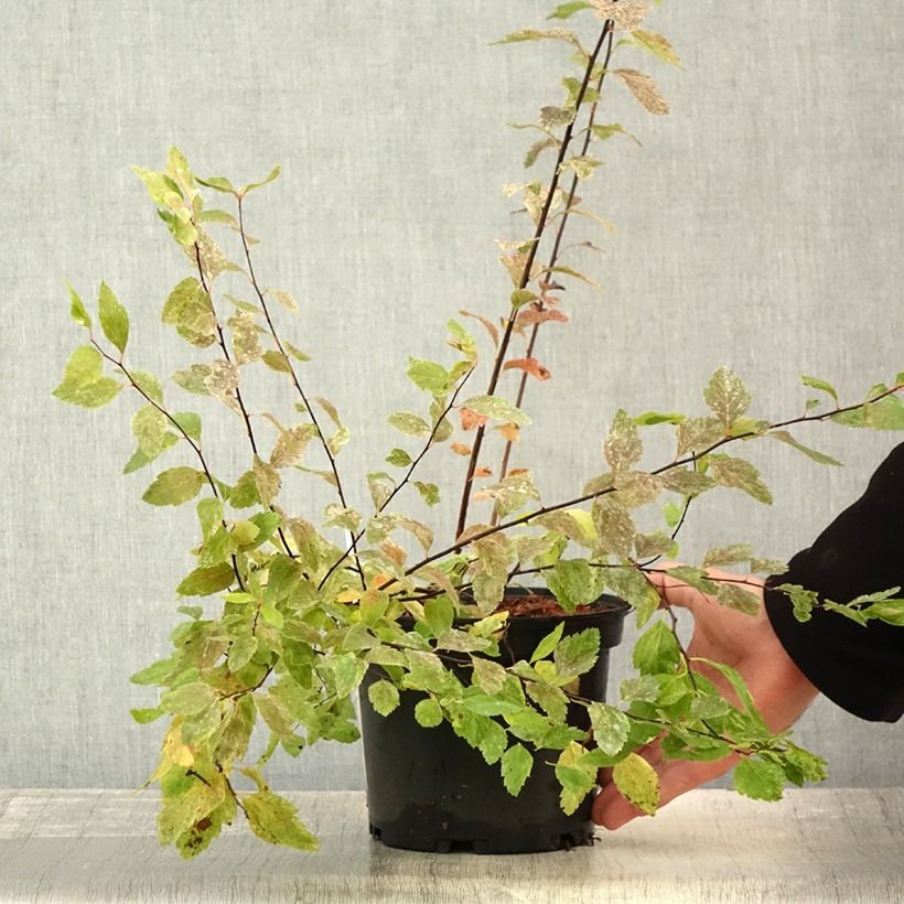 Exemplaar van Spiraea vanhouttei Pink Ice - Spierstruik Pot van 3 l/4 l zoals geleverd in de zomer