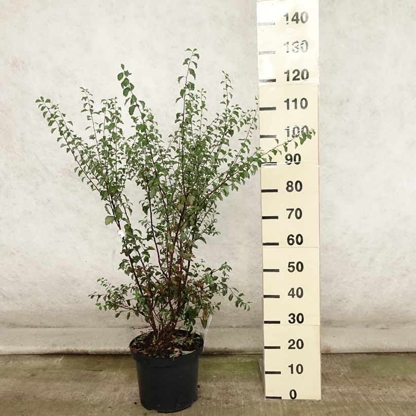 Exemplaar van Spiraea vanhouttei - Spierstruik Pot van 6 l/7 l zoals geleverd in de zomer