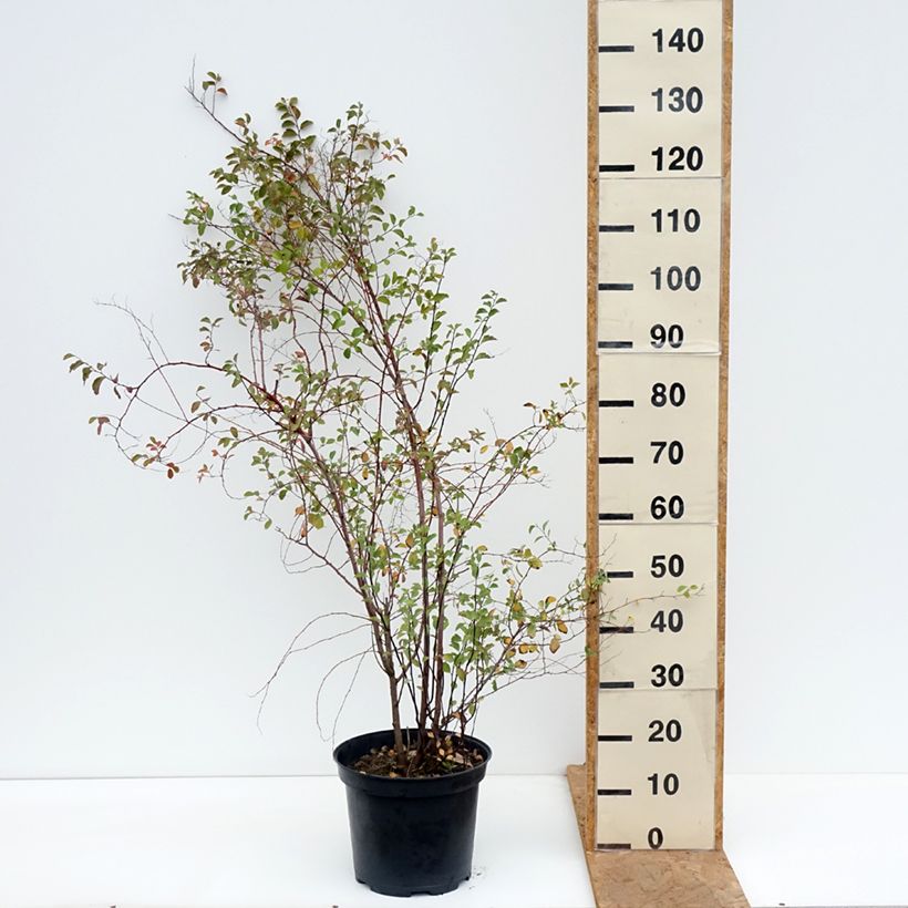 Exemplaar van Spiraea vanhouttei - Spierstruik Pot van 6 l/7 l zoals geleverd in de herfst