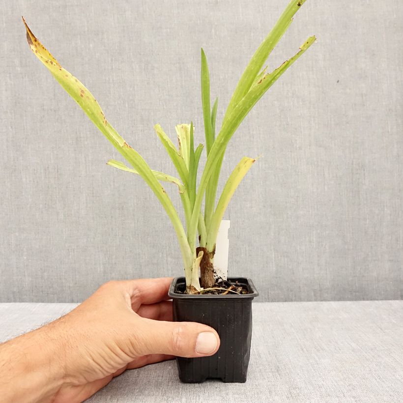Exemplaar van Spiranthes cernua var odorata Chadds Ford - Schroeforchis Kweekpotje van 8/9 cm zoals geleverd in de zomer