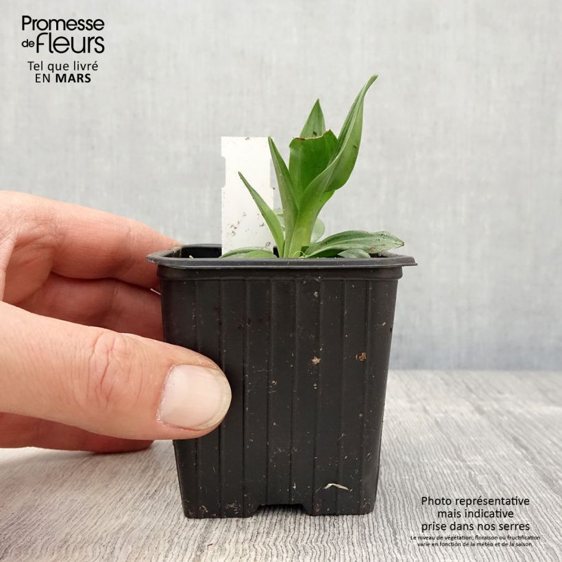 Exemplaar van Spiranthes cernua var odorata Chadds Ford - Schroeforchis Kweekpotje van 8/9 cm zoals geleverd in de lente