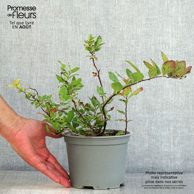 Exemplaar van Spiraea betulifolia Pink Sparkler - Spierstruik Pot van 2 l/3 l zoals geleverd in de zomer