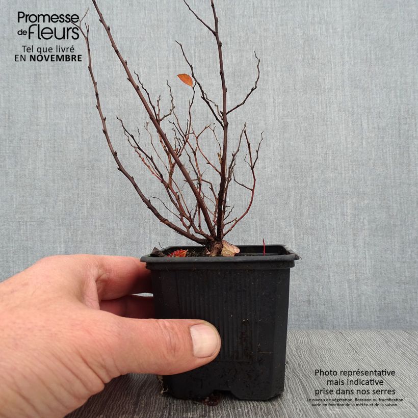 Exemplaar van Spiraea betulifolia Tor - Spierstruik Kweekpotje van 8/9 cm zoals geleverd in de herfst