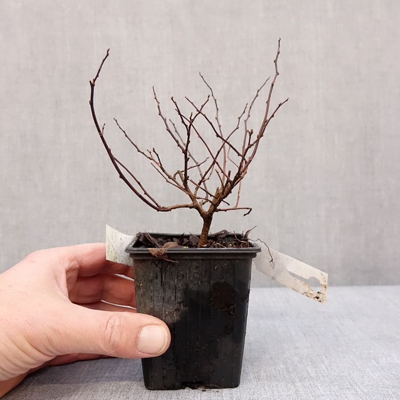 Example of Spirée à feuilles de bouleau Tor - Spiraea betulifolia Kweekpotje van 8/9 cm as you get in hiver