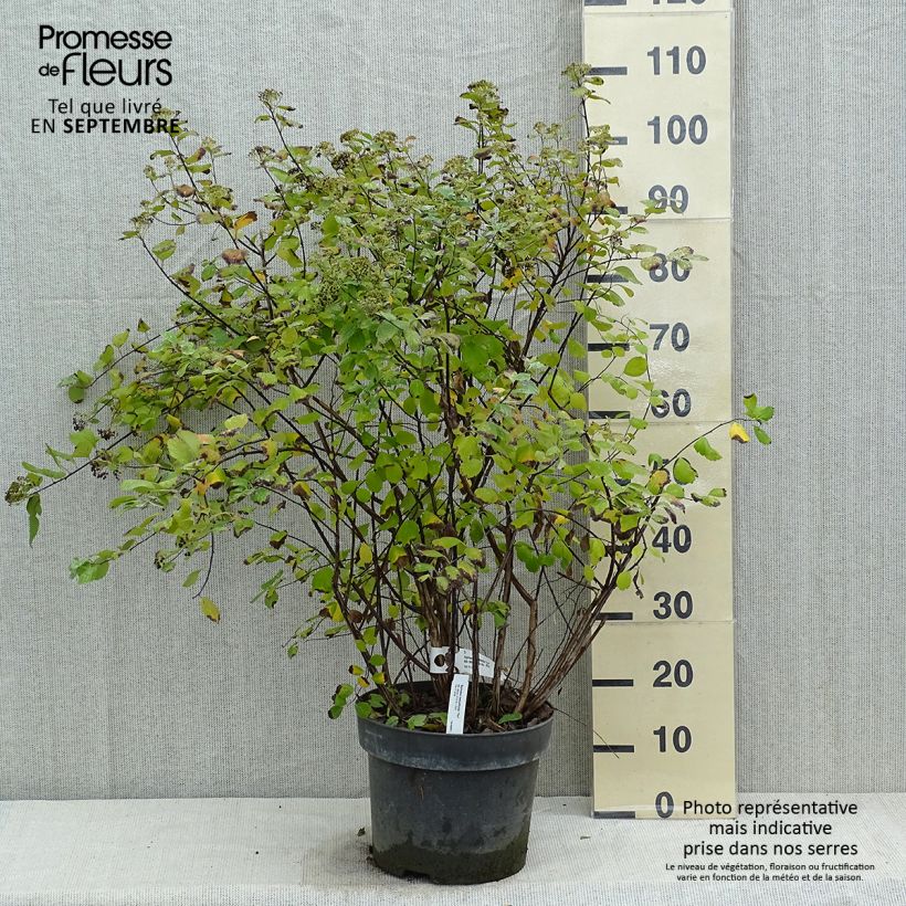 Exemplaar van Spiraea betulifolia Tor - Spierstruik Pot van 7,5 l/10 l zoals geleverd in de herfst