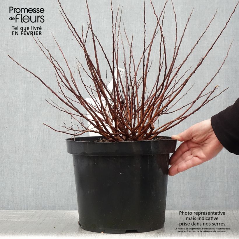 Example of Spirée à feuilles de bouleau Tor Gold - Spiraea betulifolia Pot van 7,5 l/10 l as you get in hiver