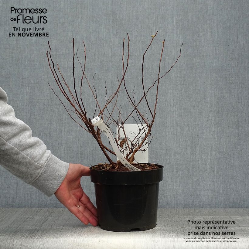 Exemplaar van Spiraea betulifolia Tor Gold - Spierstruik Pot van 3 l/4 l zoals geleverd in de herfst