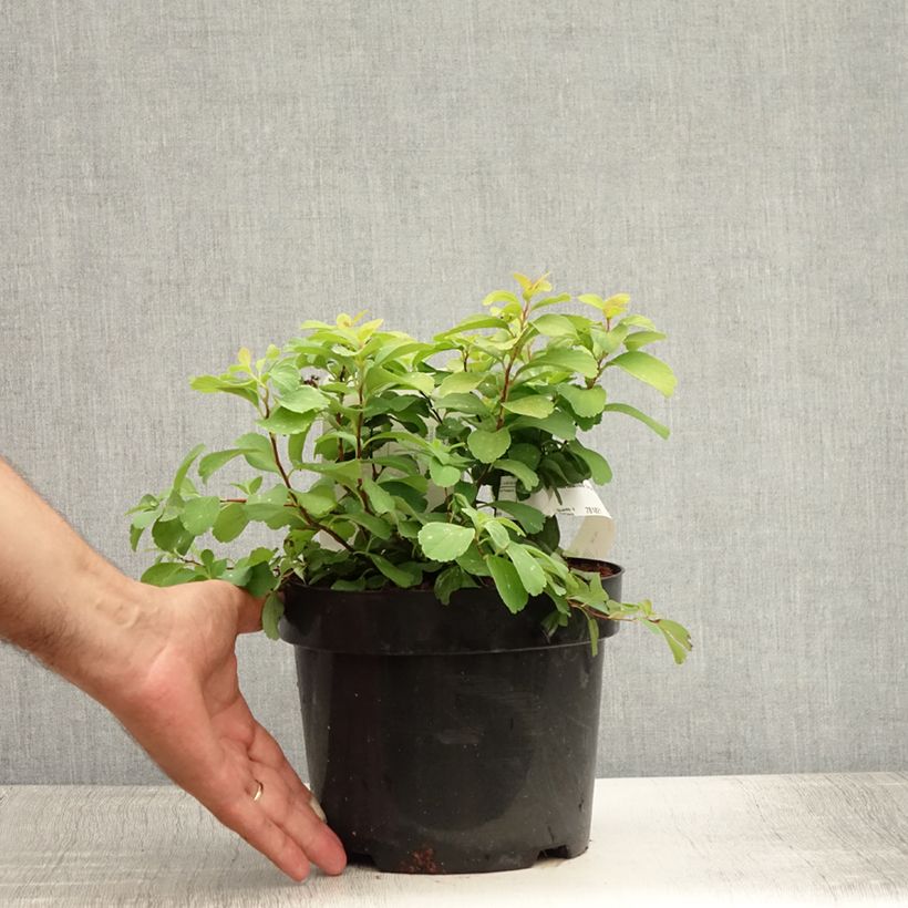 Exemplaar van Spiraea betulifolia Tor Gold - Spierstruik Pot van 3 l/4 l zoals geleverd in de zomer