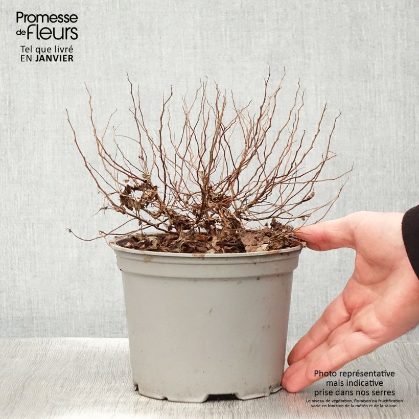 Example of Spirée dorée - Spiraea japonica Candlelight Pot van 2 l/3 l as you get in hiver