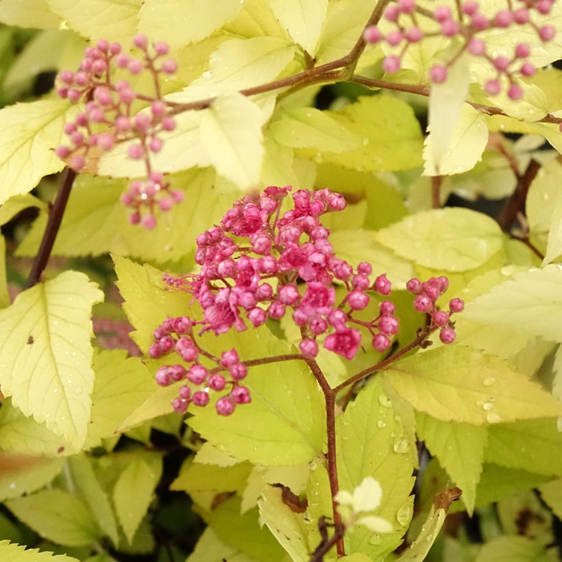 Spiraea japonica Candlelight - Spierstruik (Bloei)