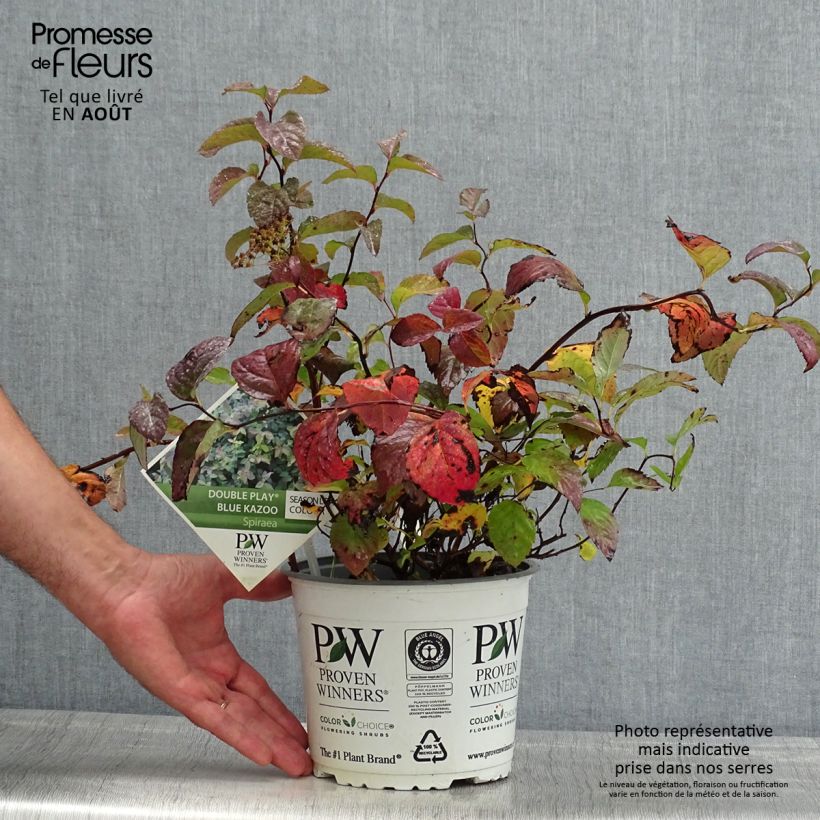 Exemplaar van Spiraea japonica Double Play Blue Kazoo - Spierstruik Pot van 2 l/3 l zoals geleverd in de zomer