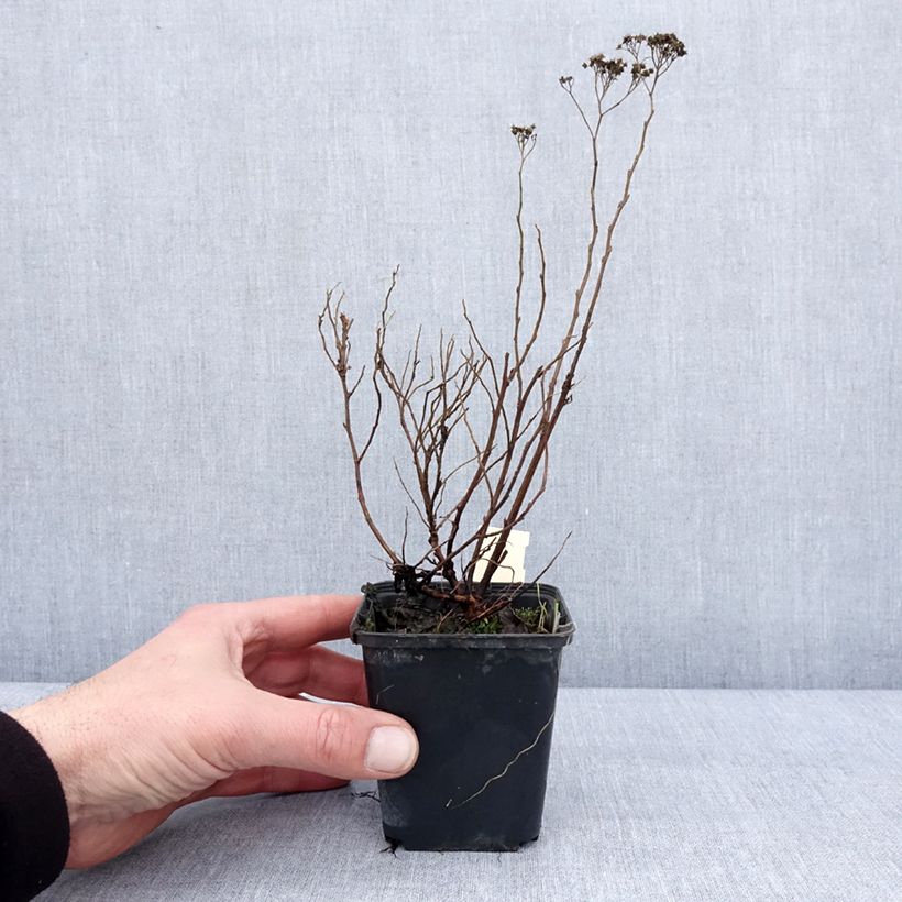 Example of Spirée japonaise Albiflora - Spiraea japonica Kweekpotje van 8/9 cm as you get in hiver