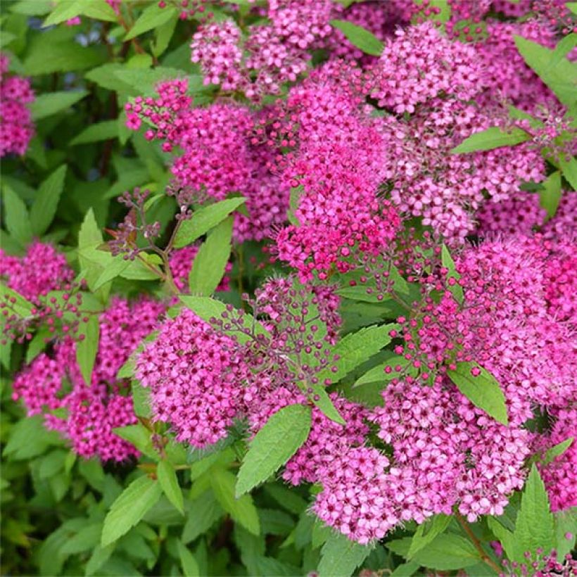 Spierstruik Anthony Waterer - Spiraea japonica (Flowering)
