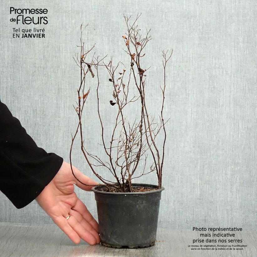 Example of Spierstruik Anthony Waterer - Spiraea japonica Pot van 1 l/1,5 l as you get in hiver