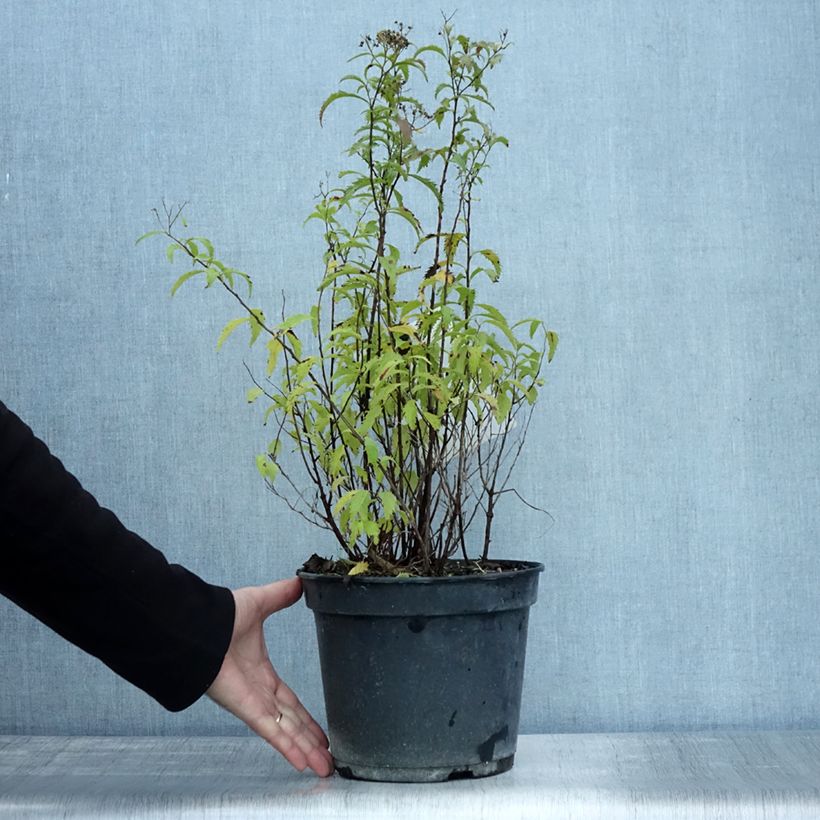 Exemplaar van Spiraea japonica Crispa - Spierstruik Pot van 3 l/4 l zoals geleverd in de herfst