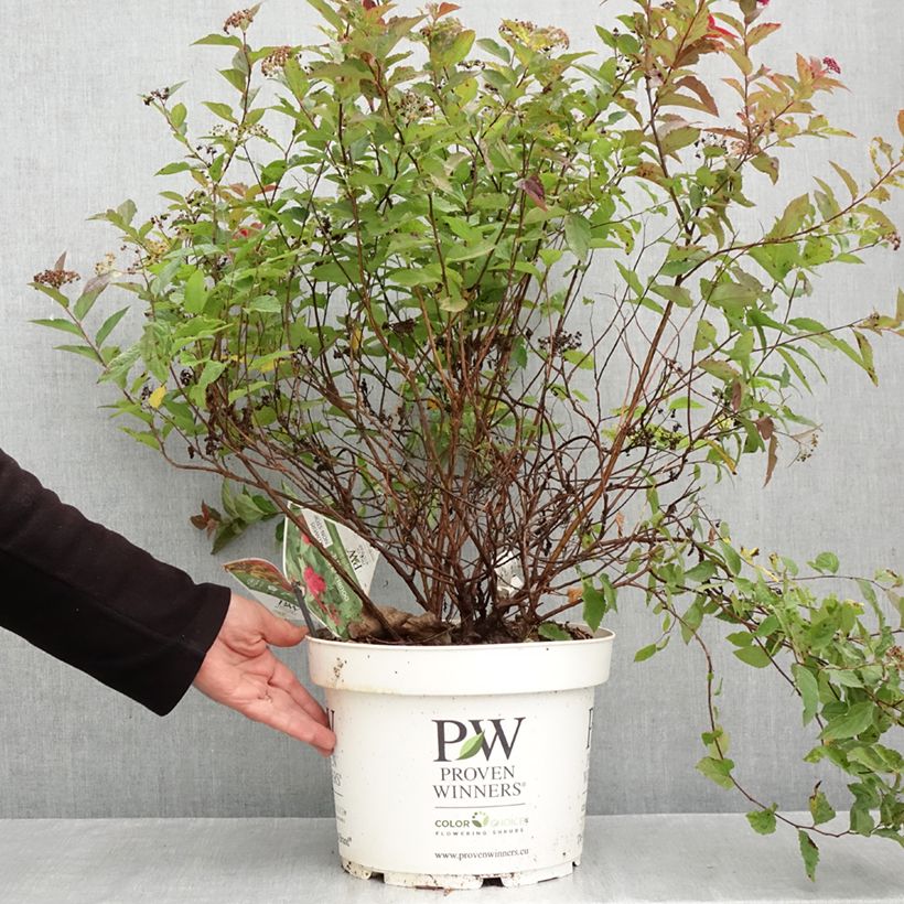 Example of Spirée japonaise Double Play Doozie - Spiraea japonica Pot van 7,5 l/10 l as you get in automne