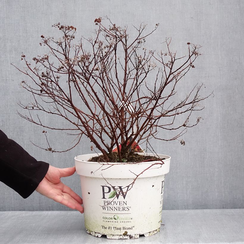 Exemplaar van Spiraea japonica Double Play Doozie - Spierstruik Pot van 7,5 l/10 l zoals geleverd in de winter