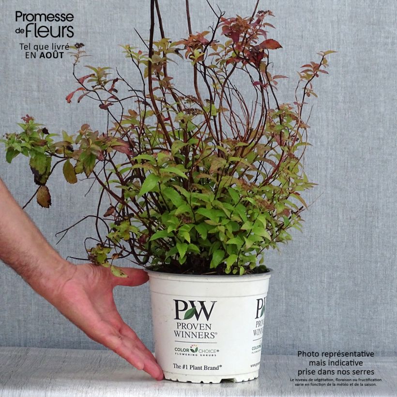Exemplaar van Spiraea japonica Double Play Red - Spierstruik Pot van 2 l/3 l zoals geleverd in de zomer