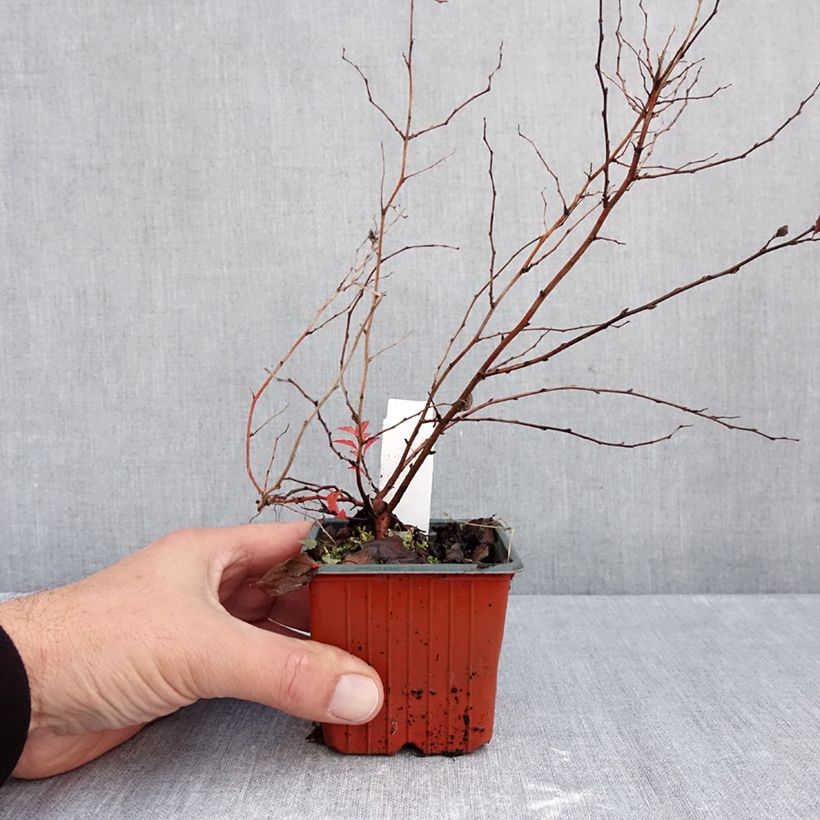 Exemplaar van Spierstruik Firelight - Spiraea japonica Kweekpotje van 8/9 cm zoals geleverd in de herfst