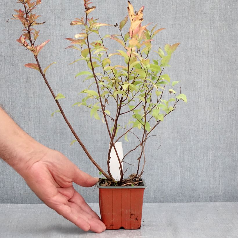 Exemplaar van Spierstruik Firelight - Spiraea japonica Kweekpotje van 8/9 cm zoals geleverd in de zomer