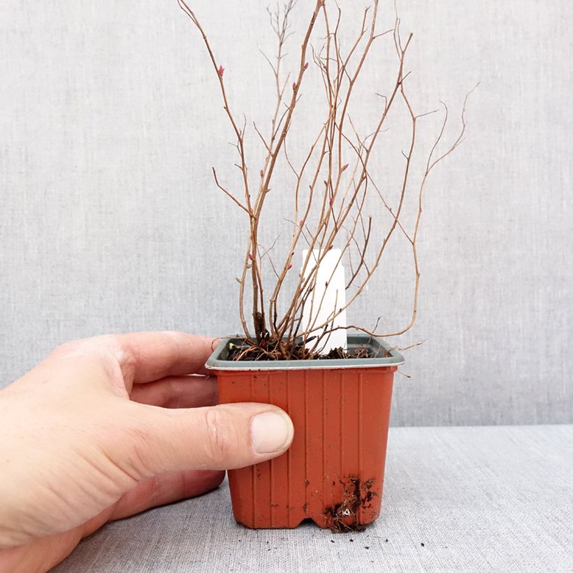 Example of Spierstruik Firelight - Spiraea japonica Kweekpotje van 8/9 cm as you get in hiver