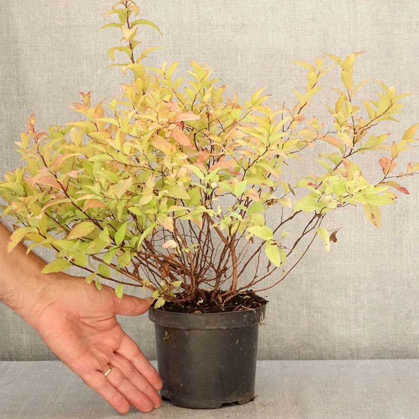 Exemplaar van Spiraea japonica Goldflame - Spierstruik Pot van 1 l/1,5 l zoals geleverd in de zomer