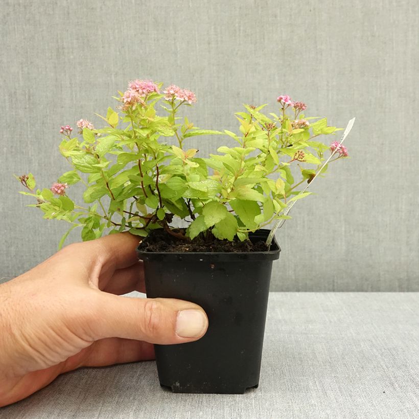Exemplaar van Spiraea japonica Goldmound - Spierstruik Kweekpotje van 8/9 cm zoals geleverd in de zomer