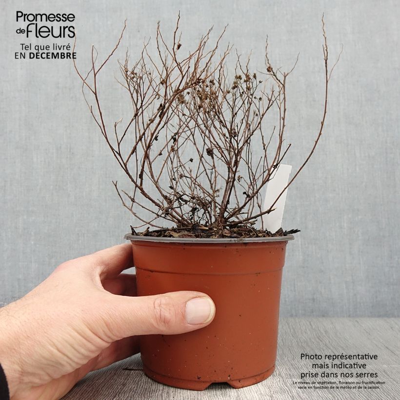 Exemplaar van Spiraea japonica Little Princess - Spierstruik Kweekpotje van 8/9 cm zoals geleverd in de herfst