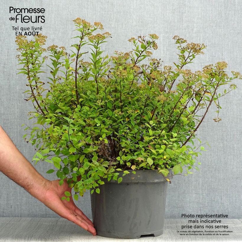 Exemplaar van Spiraea japonica Little Princess - Spierstruik Pot van 4 l/5 l zoals geleverd in de zomer