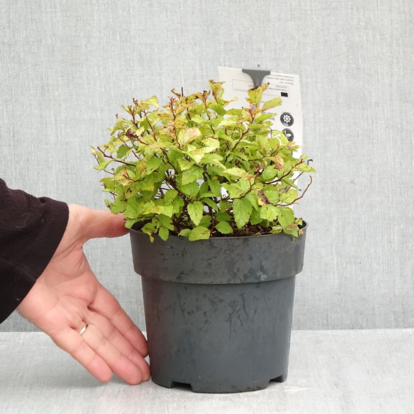 Exemplaar van Spiraea japonica Magic Carpet - Spierstruik Pot van 2 l/3 l zoals geleverd in de herfst