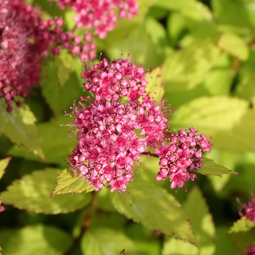 Spiraea japonica Magic Carpet - Spierstruik (Bloei)