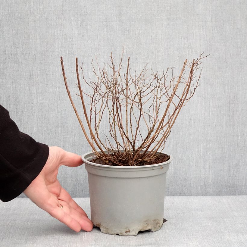 Example of Spirée du japon Merlo Gold- Spiraea japonica Pot van 2 l/3 l as you get in hiver