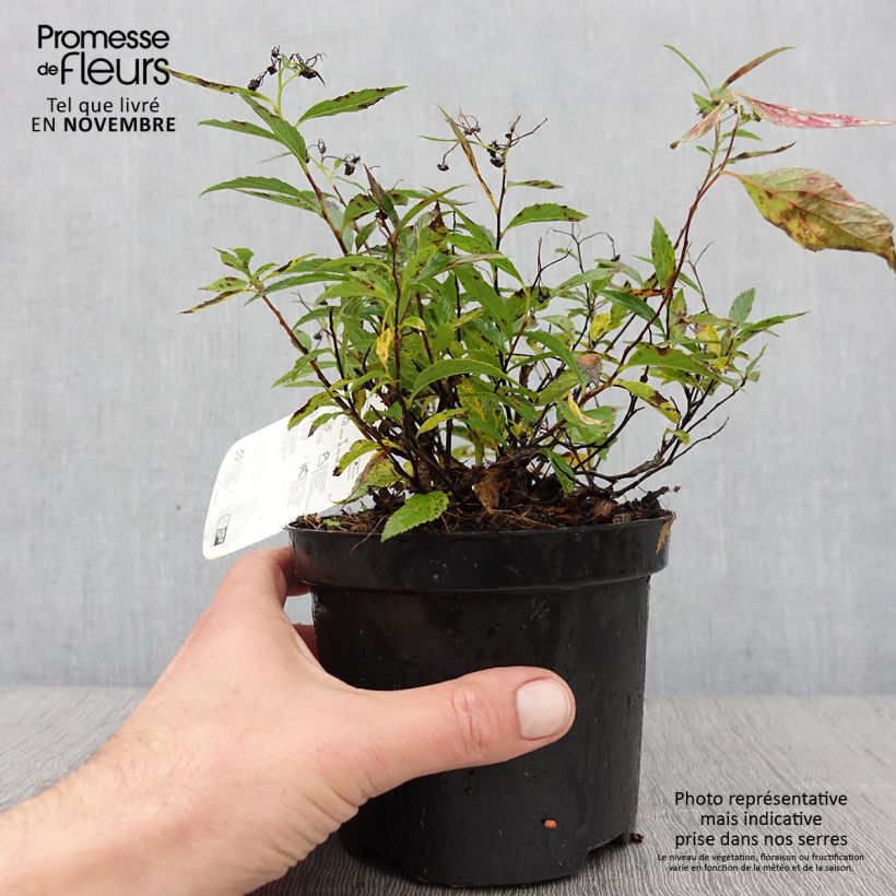 Exemplaar van Spiraea japonica Shirobana - Spierstruik Pot van 1 l/1,5 l zoals geleverd in de herfst